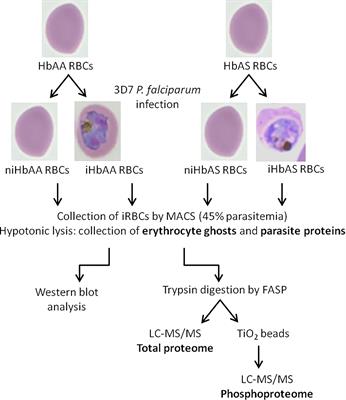 Sickle Cell Trait Modulates the Proteome and Phosphoproteome of Plasmodium falciparum-Infected Erythrocytes